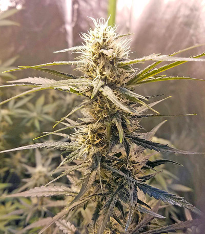 Семена сорта Auto Chocolate Skunk fem (00 Seeds)