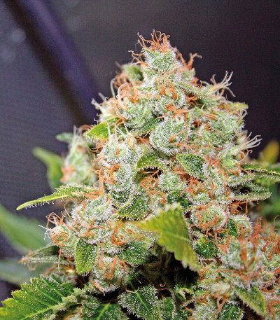 Семена сорта Diesel Glue (BCN Diesel) fem