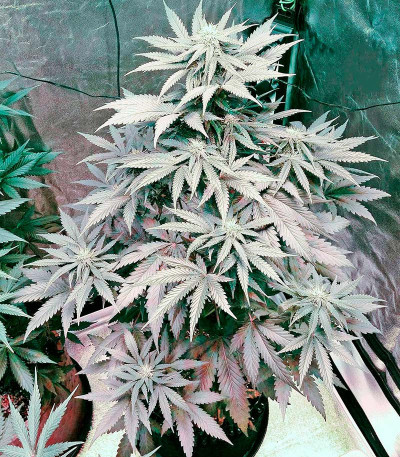 Семена сорта Bubba Kush Autoflowering fem (Dinafem Seeds)