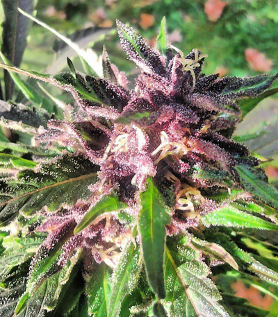 Семена сорта Bubba Gum Auto fem (Dr. Krippling Seeds)