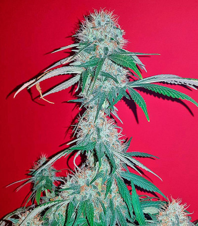 Семена сорта Kali Mist reg (Serious Seeds)