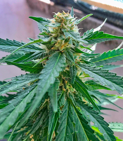 Семена сорта Soyuz OG Express fem (Kalashnikov Seeds)