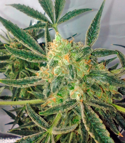 Семена сорта Black Jack Auto fem (Sweet Seeds)