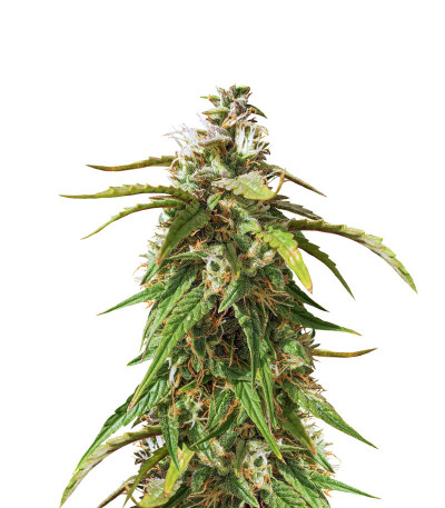 Семена сорта Orange Bud fem (Dutch Passion)