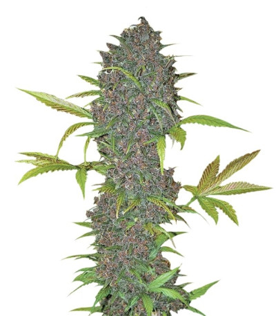 Семена сорта LSD-25 Auto fem