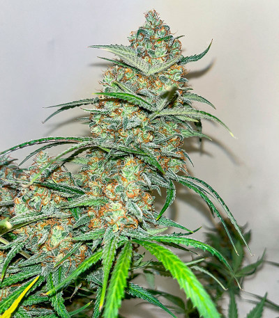 Семена сорта Gorilla Crunch Auto fem от Семяныча