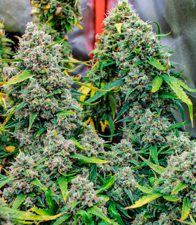 Семена сорта Sexy Cinderella Auto fem (Семяныч)