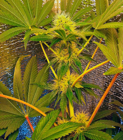 Семена сорта Blue Pyramid fem (Pyramid Seeds)