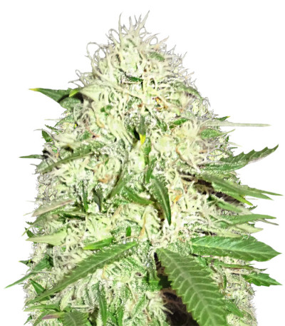 Семена сорта Sumo's Big Bud fem (Sumo Seeds)