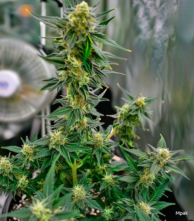 Семена сорта Tangie Auto fem