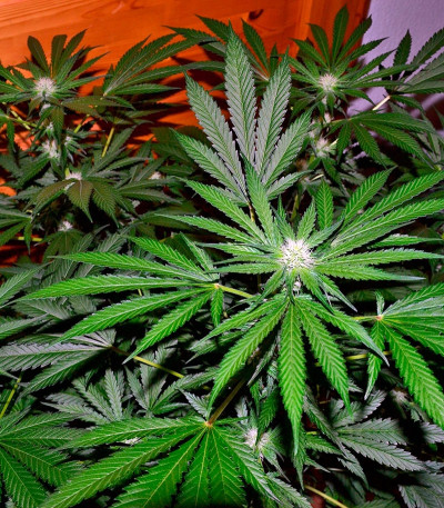 Сорт конопли Night Queen