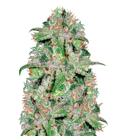 Семена сорта Doctor Jamaica fem (Vision Seeds)
