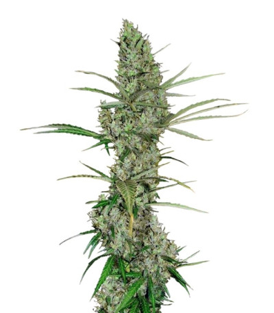 Семена сорта Heavy Duty Fruity reg