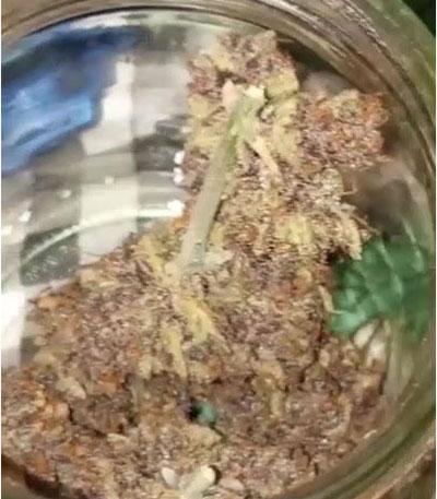 Сорт конопли Royal Gorilla Automatic fem (Royal Queen Seeds)