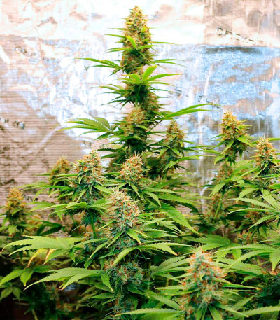 Семена сорта Bruce Banner Auto fem (Cali Buds Seeds)