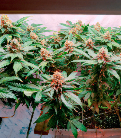 Семена сорта Glue Sherbert fem (AlphaFem Seeds)