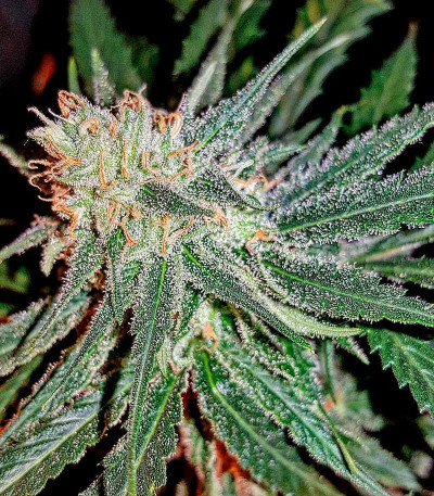 Семена сорта Lemon Cake fem (Heavyweight Seeds)