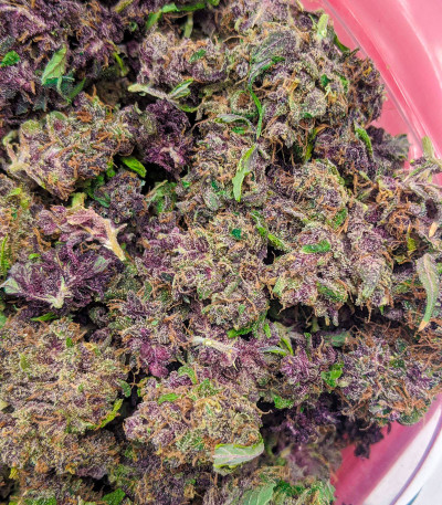 Семена сорта Purple Juice Auto fem (Herbies Seeds)