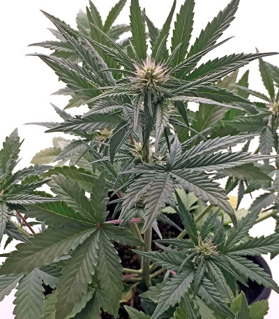 Семена сорта Roadrunner Autoflowering fem