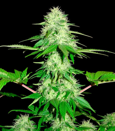 Семена сорта Appleberry fem (Sumo Seeds)