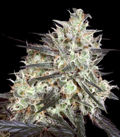 Семена сорта Atomical Haze fem (Paradise Seeds)