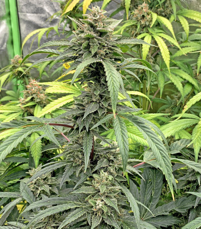 Семена сорта Bruce Banner fem (Cali Buds Seeds)