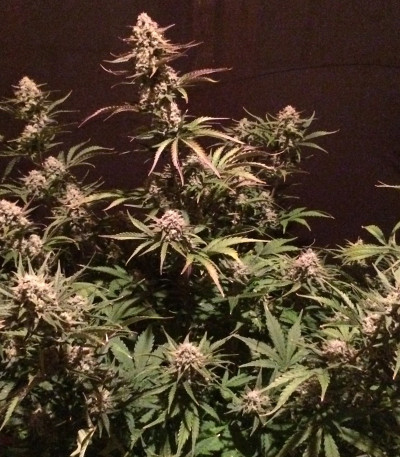 Семена сорта Fast & Vast Auto fem (Heavyweight Seeds)