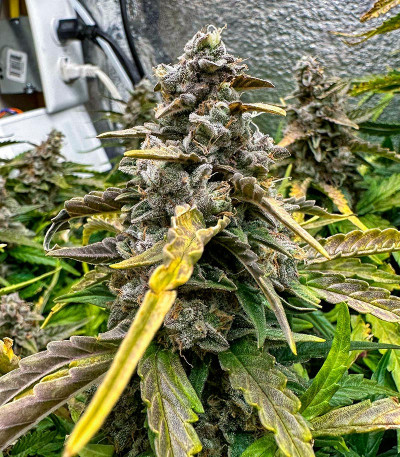 Семена сорта Godzilla Cookies Auto fem (Herbies Seeds)