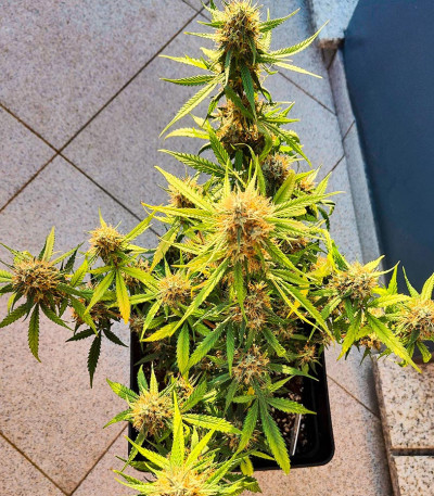 Семена сорта Gorilla Cookies Fast fem (High Speed ​​Buds)