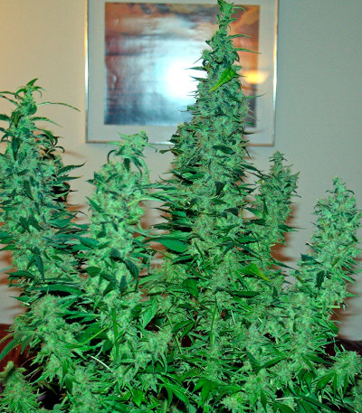 Семена сорта Karibeña (Karibbean Mango) fem