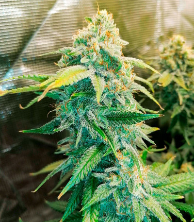 Семена сорта Leisure Zoot Larry fem (Dr. Krippling Seeds)