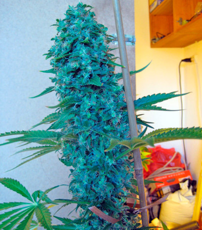 Семена сорта Point of No Return reg