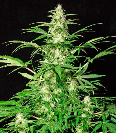 Семена сорта White Russian fem (Serious Seeds)