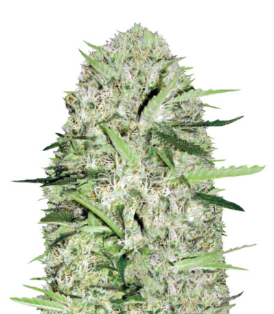 Семена сорта Auto Parmesan fem (Victory Seeds)