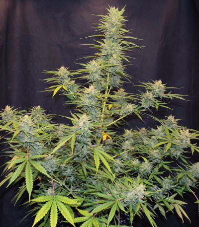 Семена сорта Auto Glueberry O.G. fem (Dutch Passion)