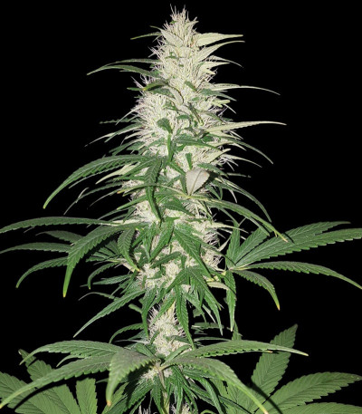 Семена сорта CBD Cherry Kush fem (Sumo Seeds)