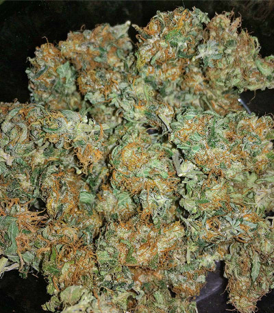 Семена сорта Chocolate Mint OG fem