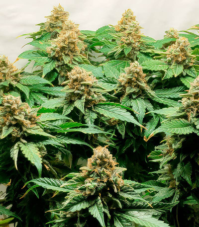 Семена сорта Glue Sherbert fem (AlphaFem Seeds)