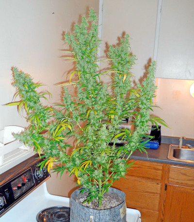 Семена сорта Colombian Gold Ryder Auto fem (Sweet Coffee Ryder auto)