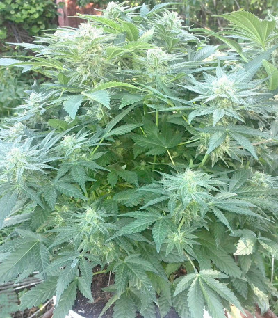 Сорт каннабиса Snegurochka 