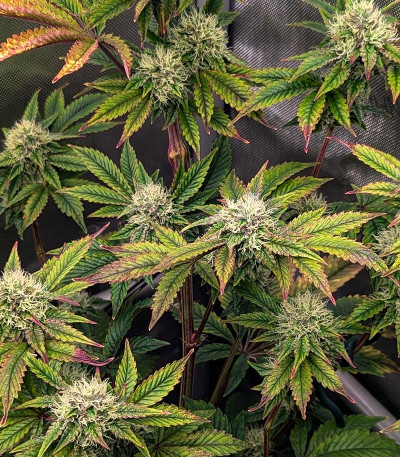 Семена сорта Black Cherry Gushers fem от Barney's Farm