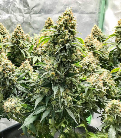 Семена сорта Blueberry OG fem (AlphaFem Seeds)
