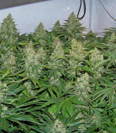 Семена сорта Special Kush 1 fem (Royal Queen Seeds)