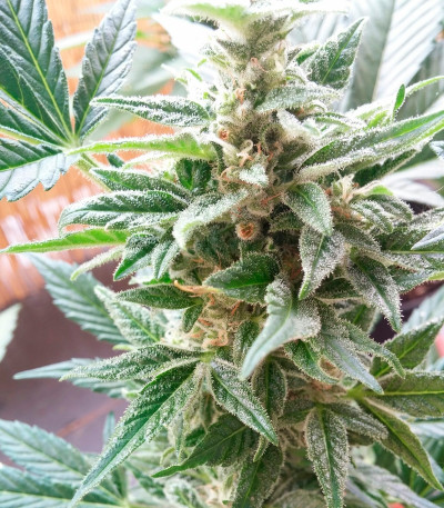 Семена сорта Stress Killer Automatic fem (Royal Queen Seeds)