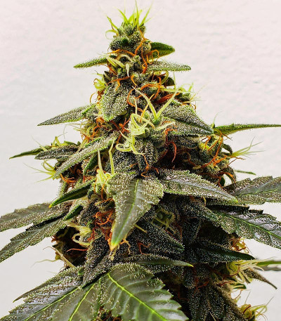 Семена сорта Gorilla Zkittlez Auto fem (FastBuds)