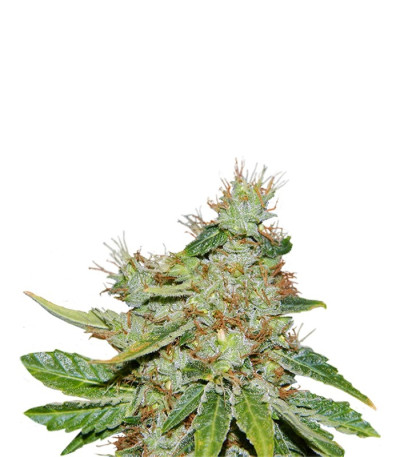 Семена сорта Kalashnikova fem