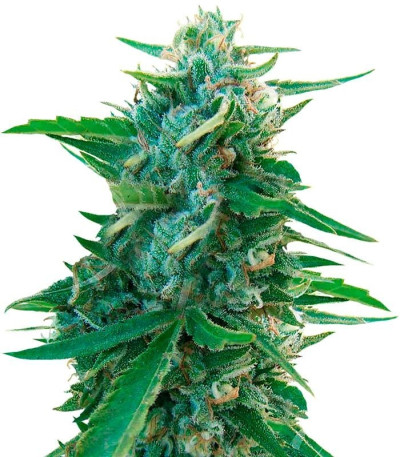 Семена сорта Sugar Black Rose Early Version fem (Delicious Seeds)