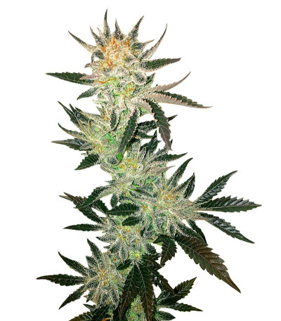 Семена сорта White Rhino reg (Nirvana Seeds)