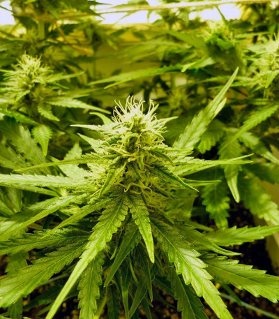 Семена сорта Auto Super Hash fem (Pyramid Seeds)