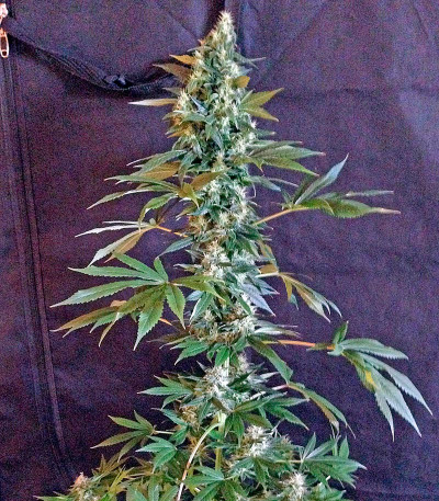 Семена сорта Beyond the Brain reg